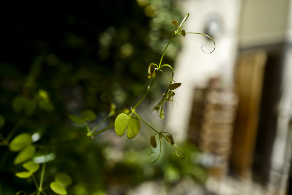 COMMENT COMPOSER UNE COUPE DE PLANTES GRASSES (émission Jardiner