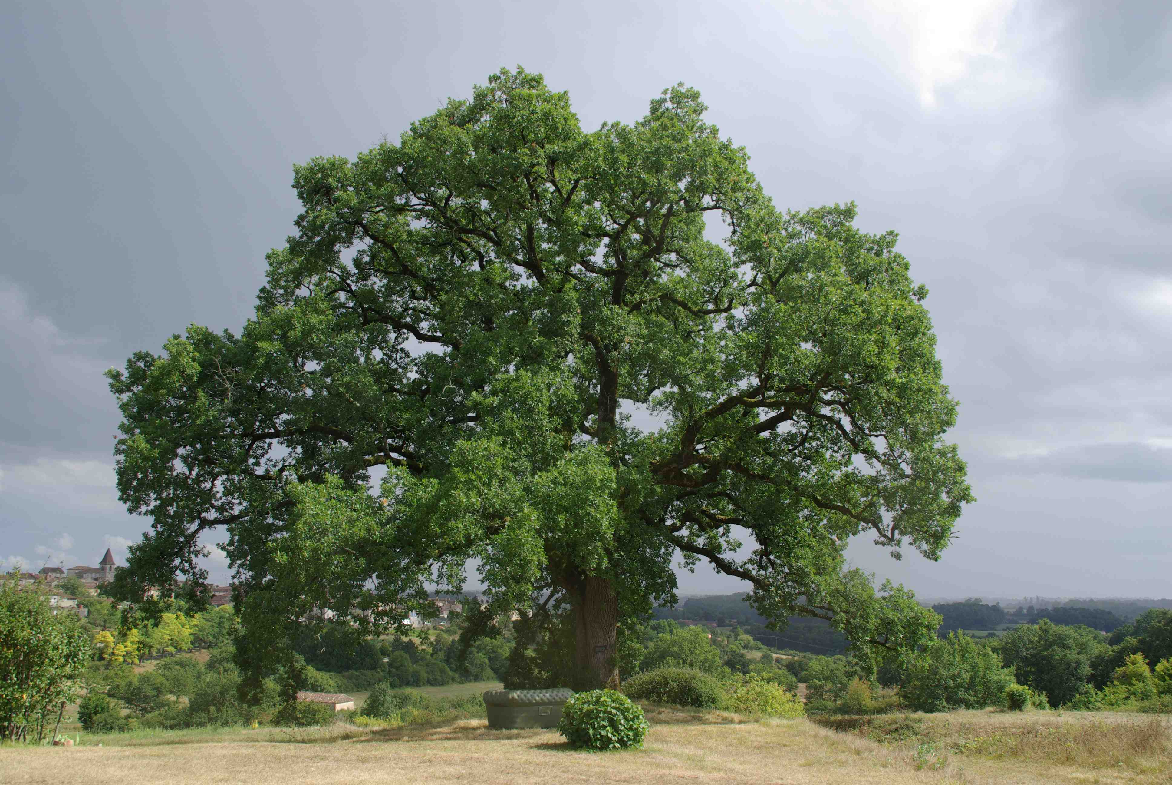 Parfois, un arbre humanise mieux un paysage que ne le ferait un homme. Gilbert Cesbron