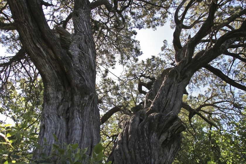 A l’ombre du cade millénaire de Castelnau-Valence