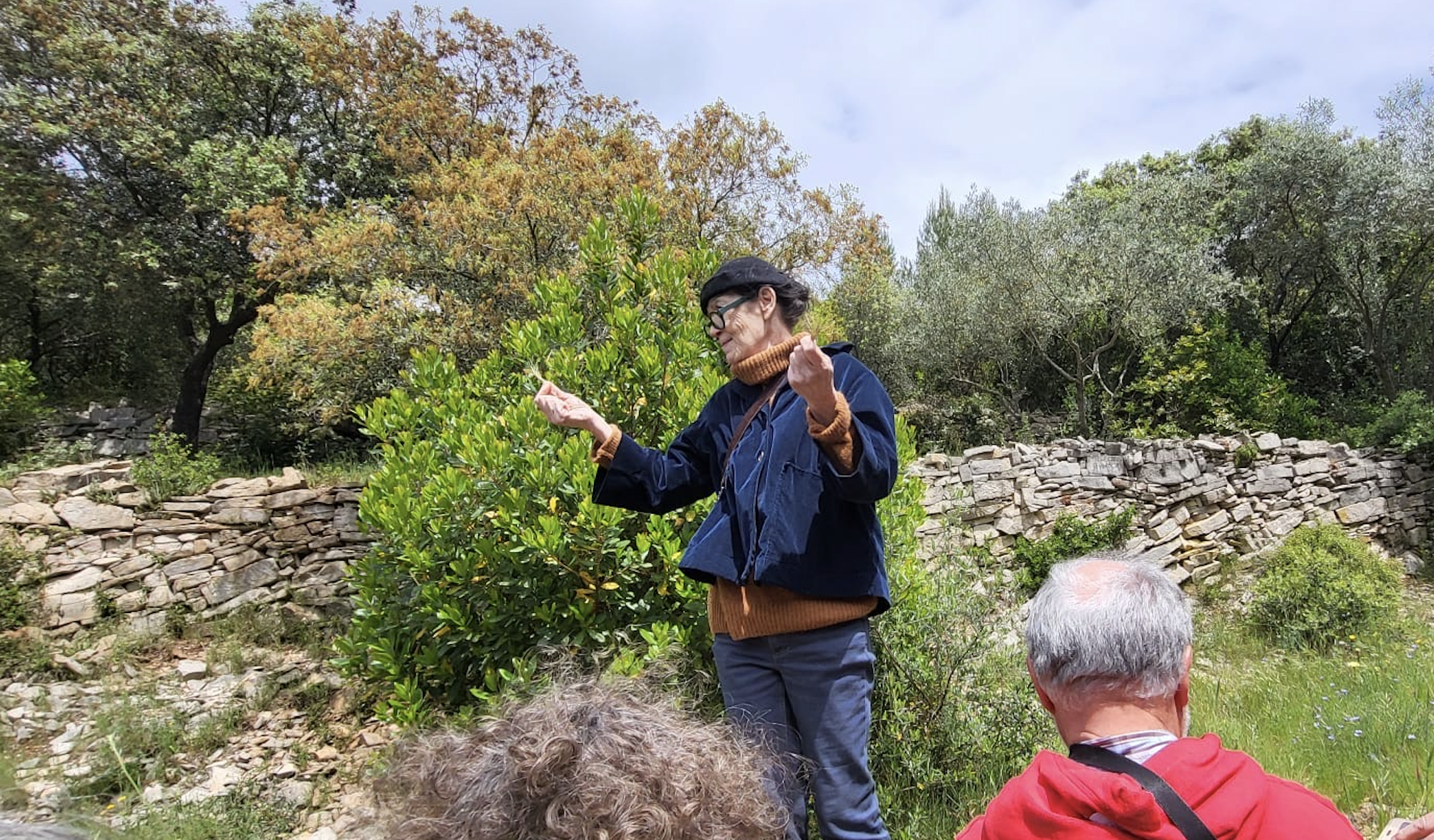 Herborisation en garrigue mai 2025