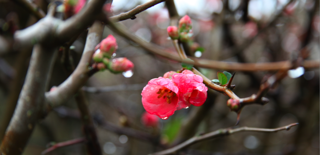 Les premières fleurs de la saison viennent égayer ce début janvier.