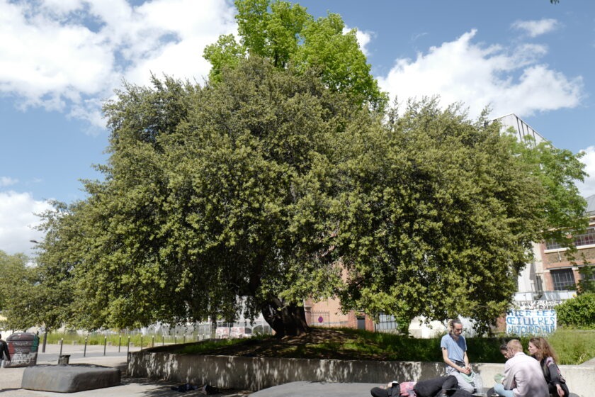 Penser la ville à l’aune d’une vie d’arbre
