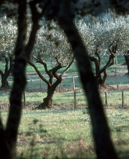 Réconcilier l’arbre et le champ… Tous nos espoirs dans l’agroforesterie !