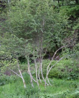 Une famille d’arbres…