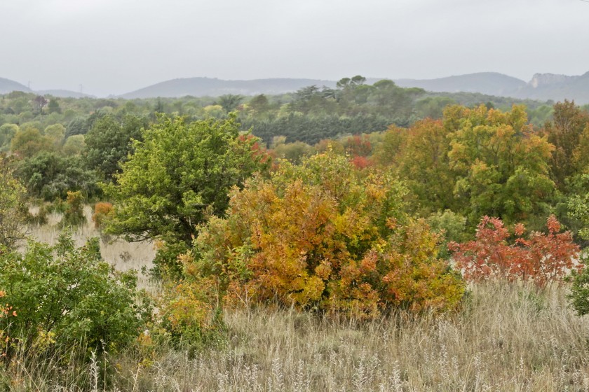 Paysages d’automne en garrigue…