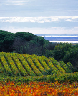 Les Costières, entre vigne et ciel, par Jacques Maigne.