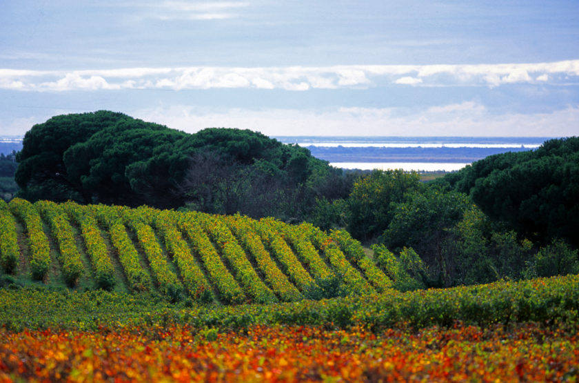 Les Costières, entre vigne et ciel, par Jacques Maigne.