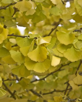 L’arbre aux quarante écus, des jardins des rois à Hiroshima.