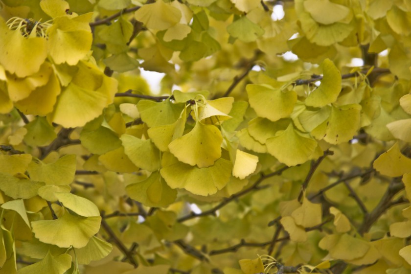 L’arbre aux quarante écus, des jardins des rois à Hiroshima.