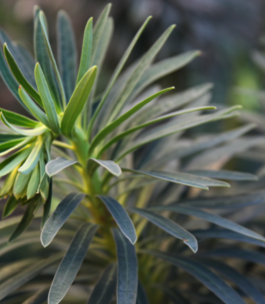 Deux ou trois petites choses sur les euphorbes de nos jardins.