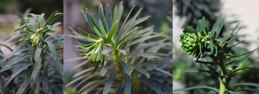 Deux ou trois petites choses sur les euphorbes de nos jardins.