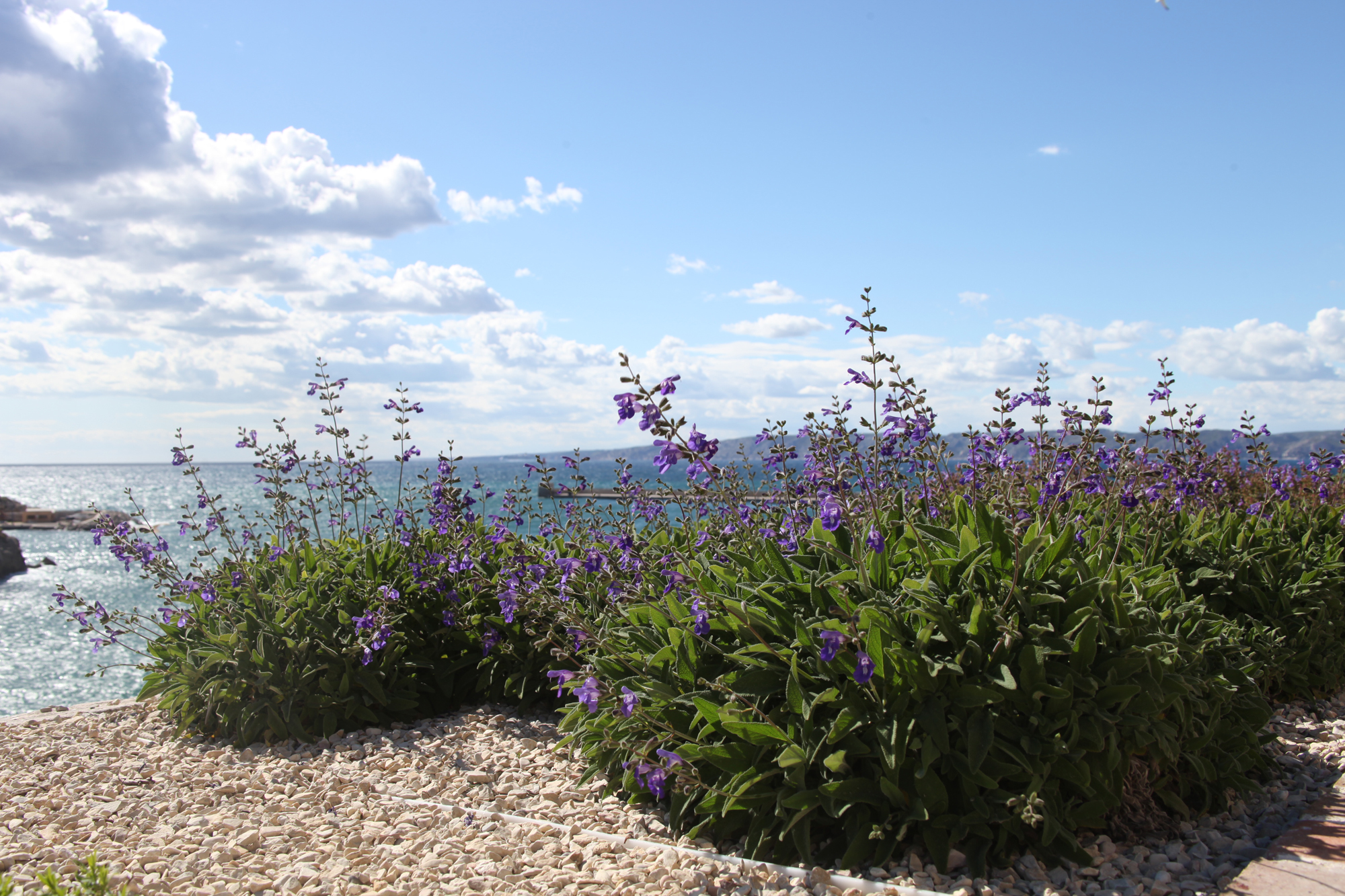 Salvia interrupta