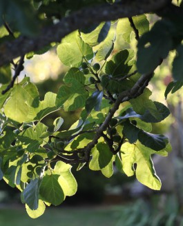 Août mûrit les fruits, septembre les cueille.