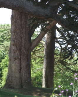 Le genre Cedrus, un petit genre pour de grands arbres.