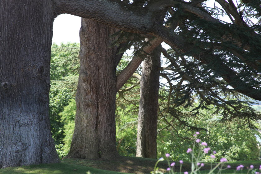 Le genre Cedrus, un petit genre pour de grands arbres.