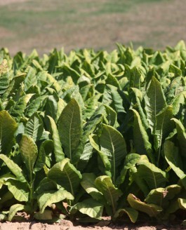 La saison du tabac bat son plein en Périgord.