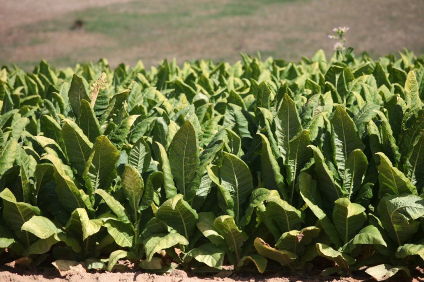 La saison du tabac bat son plein en Périgord.