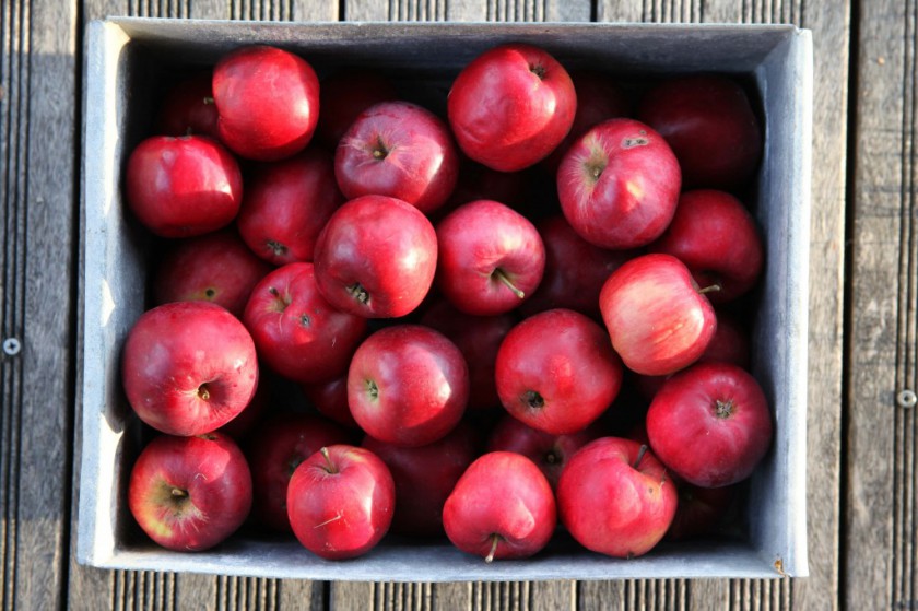 Ces pommes qui nous sont si familières