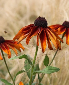 Le paysagiste, le jardinier et le botaniste.