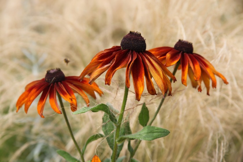 Le paysagiste, le jardinier et le botaniste.