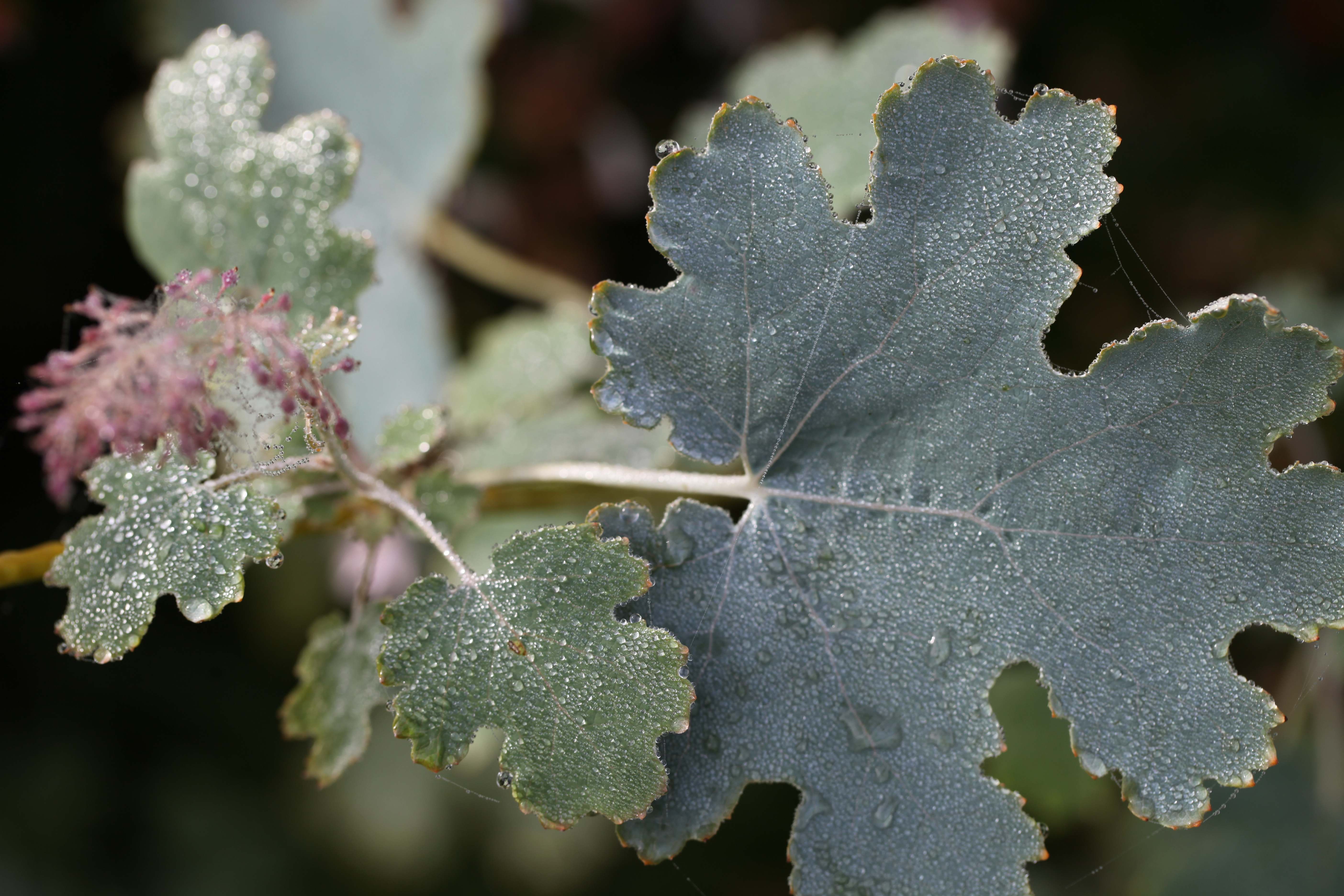 Macleaya cordata, ou Bocconie cordée, anime l’été dans les jardins de la Bigotie.