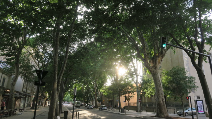 Repenser les conditions d’accueil des arbres dans la ville de demain