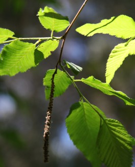 Dialogue de l’arbre