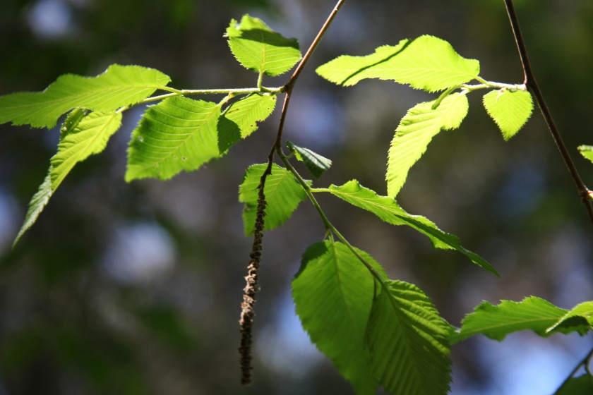 Dialogue de l’arbre