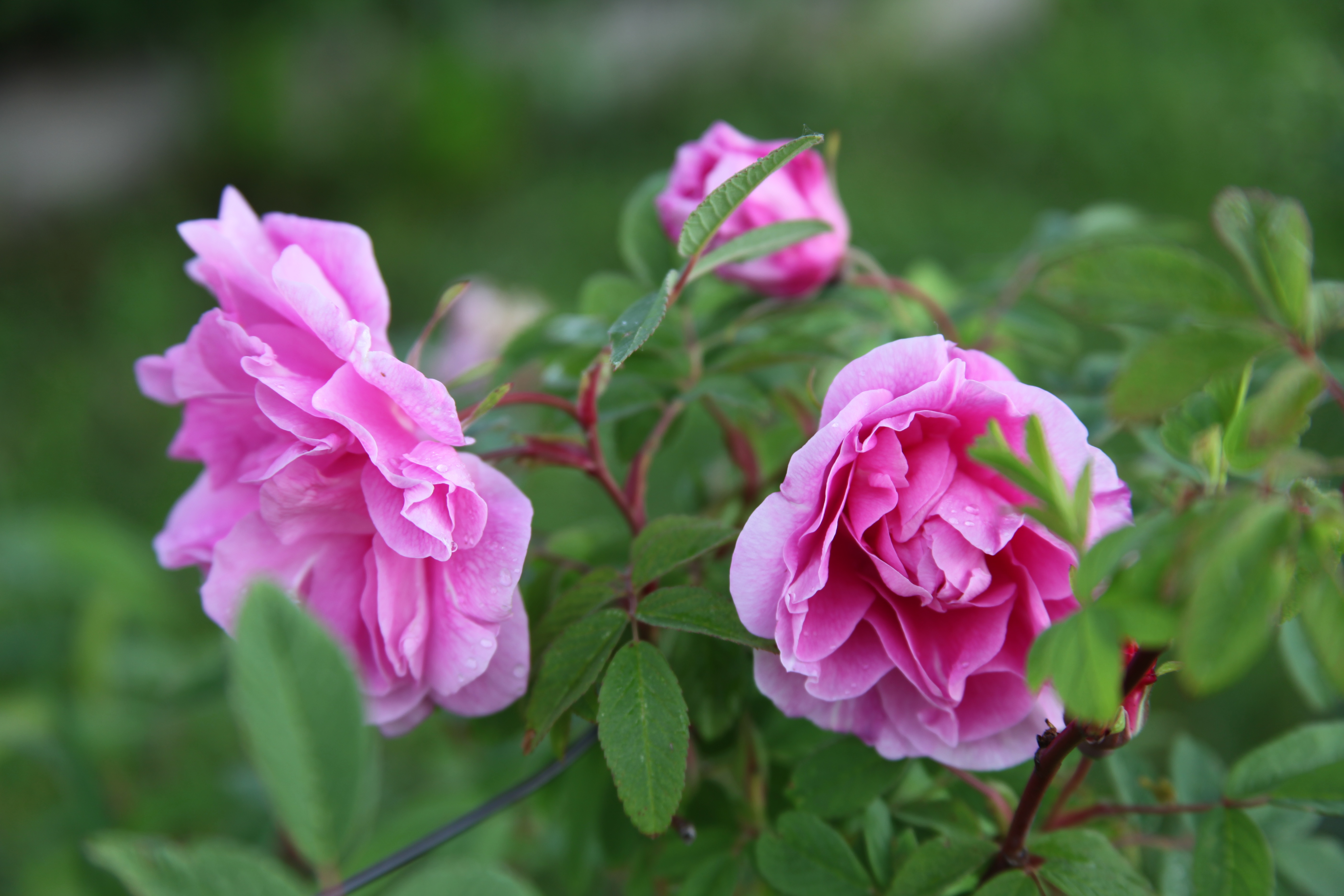 Une grande saison commence pour les rosiers dans les jardins de la Bigotie