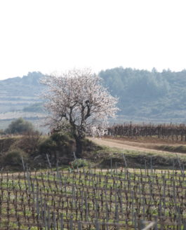 Entre exotisme et indigénat, les arbres fruitiers peuvent-ils nous aider à nous libérer des frontières pour composer une vaste bio-région méditerranéenne ?