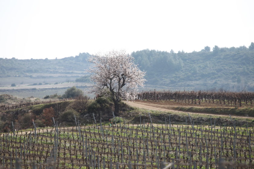 Entre exotisme et indigénat, les arbres fruitiers peuvent-ils nous aider à nous libérer des frontières pour composer une vaste bio-région méditerranéenne ?