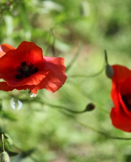 Plantes en temps de guerre