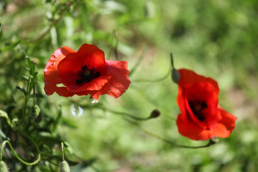 Plantes en temps de guerre