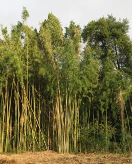 De friche horticole à parc public : un paysage vivant en cœur de ville