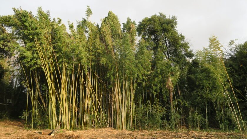 De friche horticole à parc public : un paysage vivant en cœur de ville
