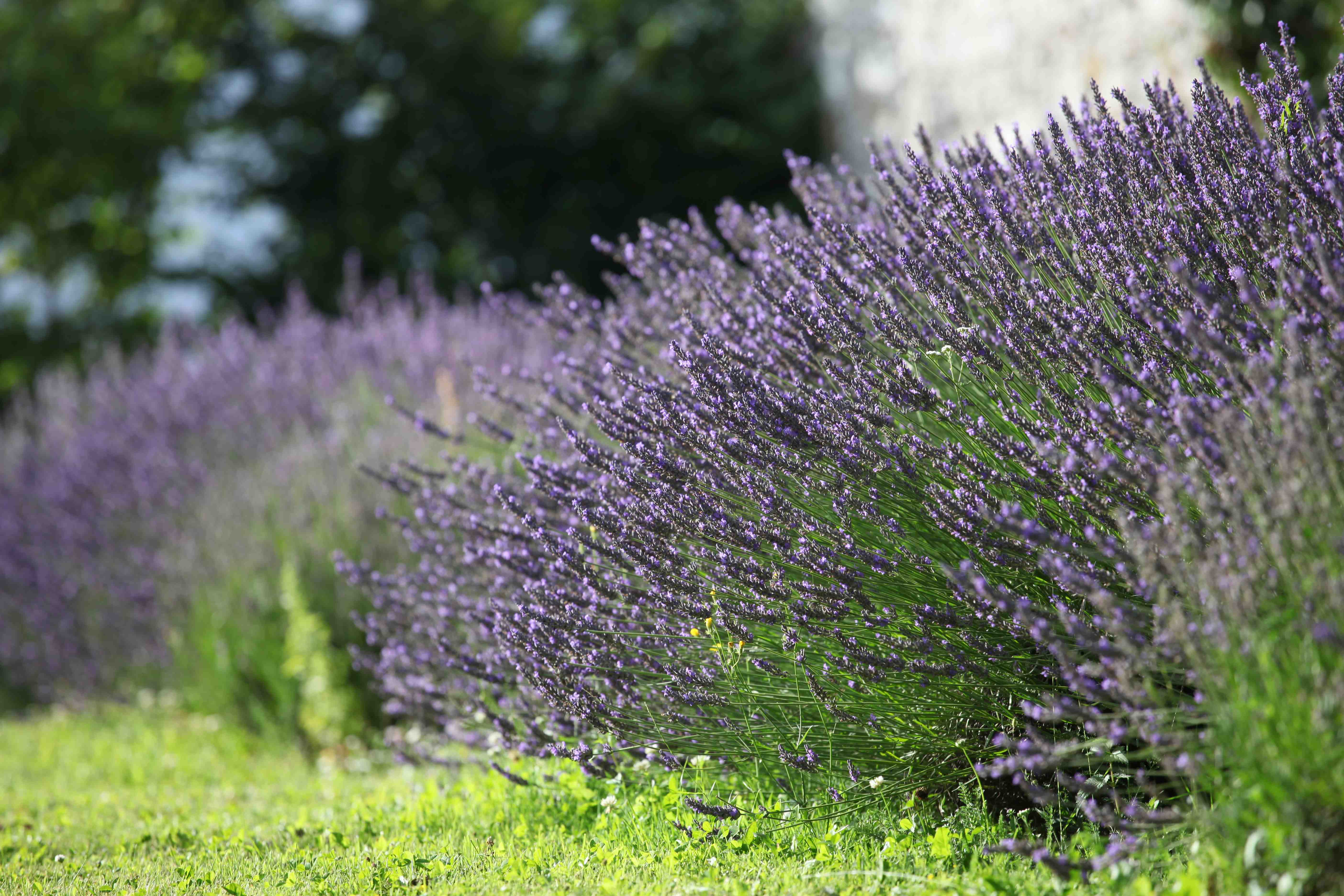 Plein nez sur les lavandes…