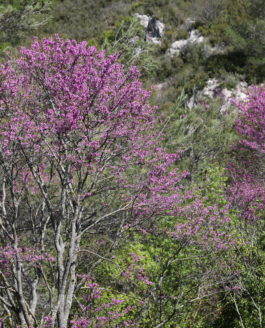 Courrez voir les Arbres de Judée … Ils sont en fleur et c’est d’une grande beauté !