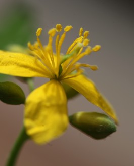 La Chélidoine fait-elle le printemps ?