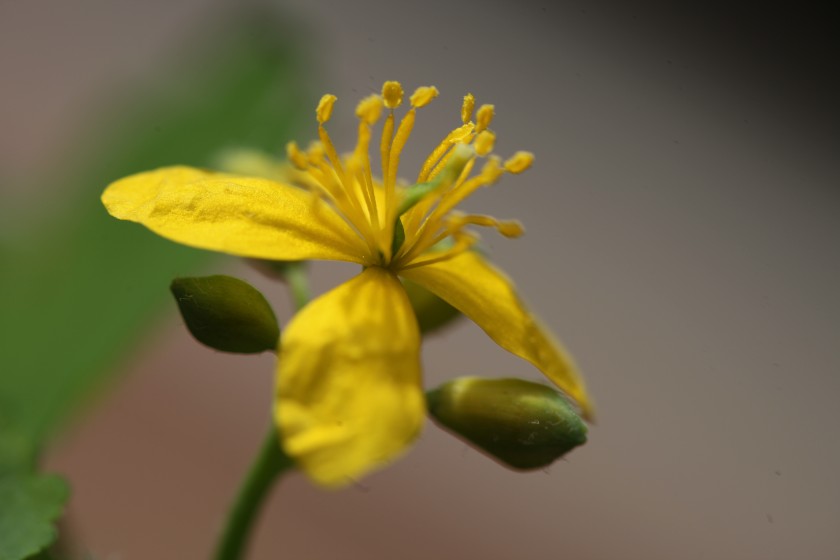 La Chélidoine fait-elle le printemps ?