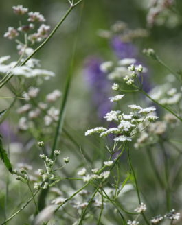 Deux ou trois petites choses sur les Apiaceae