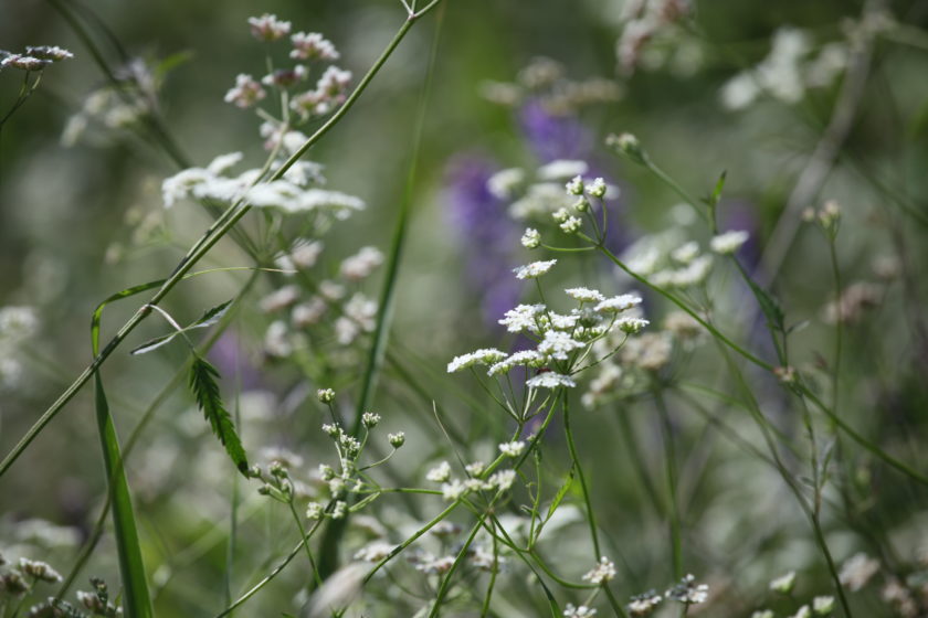 Deux ou trois petites choses sur les Apiaceae