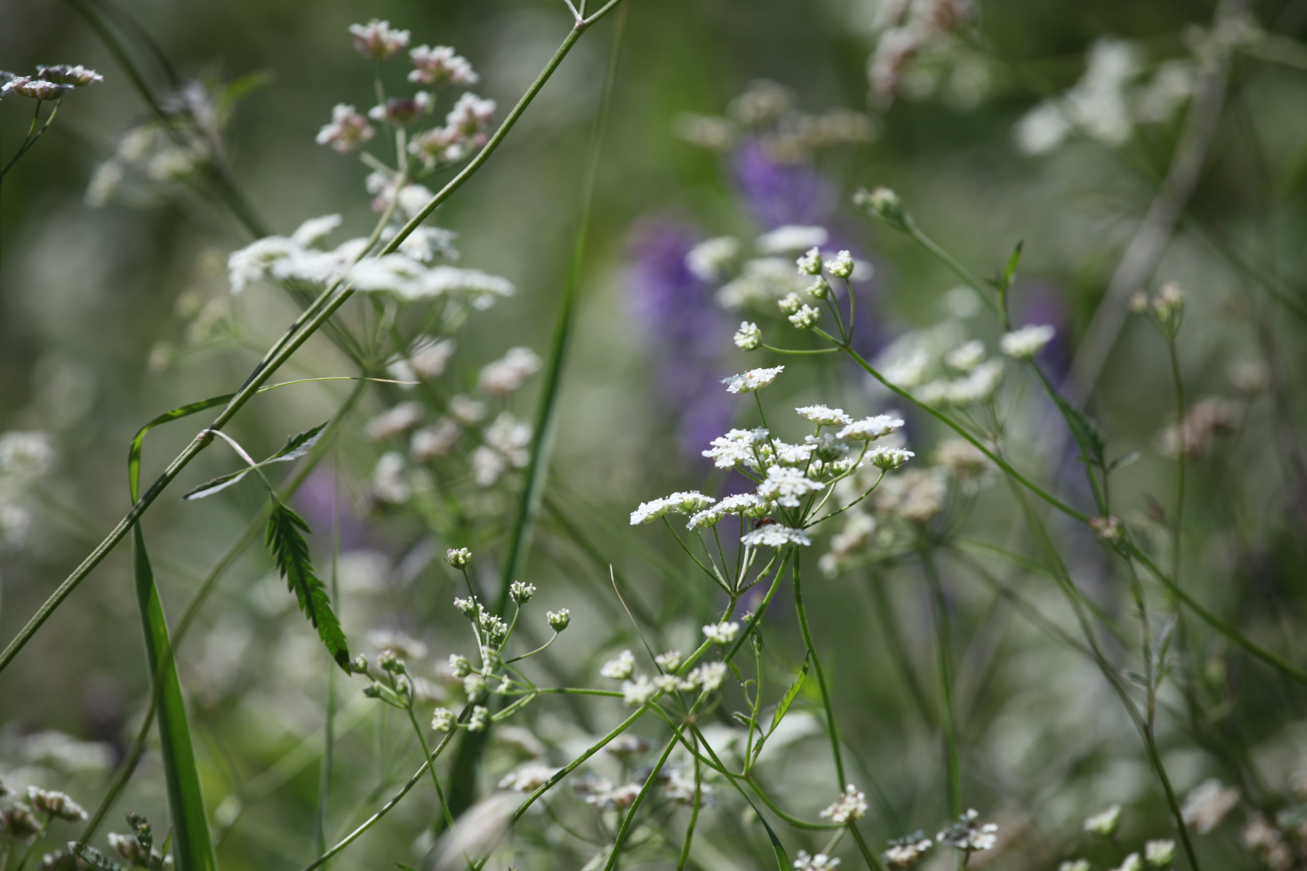 Deux ou trois petites choses sur les Apiaceae | Botanique Jardins Paysages