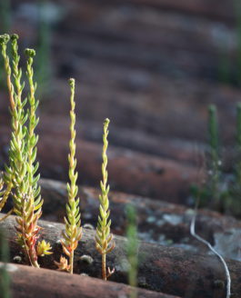 Indispensables sédums… du jardin médicinal au jardin d’ornement.