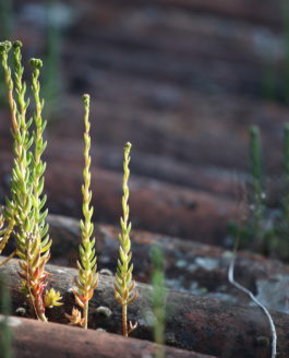 Indispensables sédums… du jardin médicinal au jardin d’ornement.