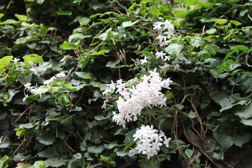 Et si nous parlions du parfum des fleurs…