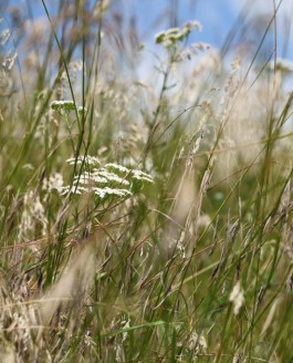 Le bonheur est dans le pré.