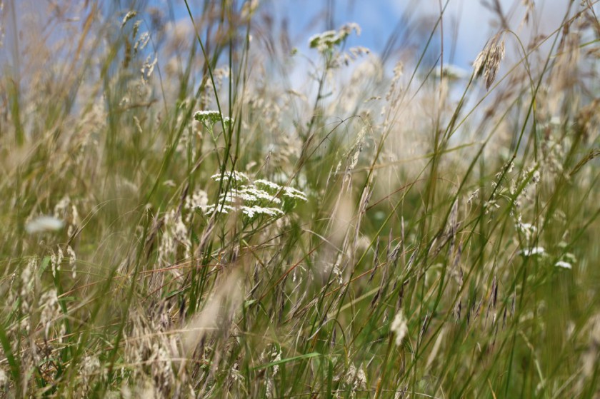 Le bonheur est dans le pré.