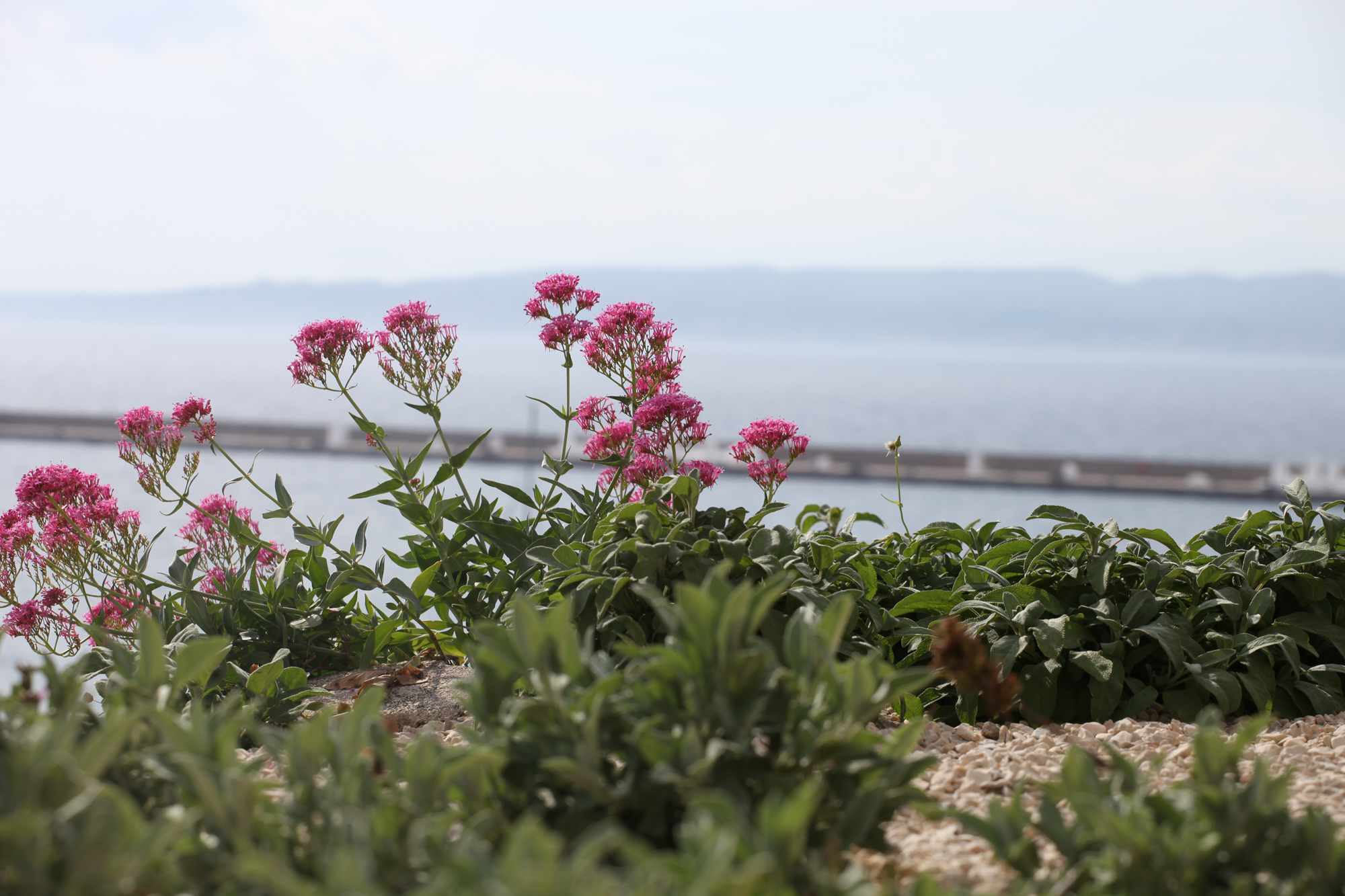 Jardin des migrations, Mucem