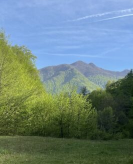 UN TEMPS DE HÊTRES DANS LES CARPATES (BREZOI – ROUMANIE)