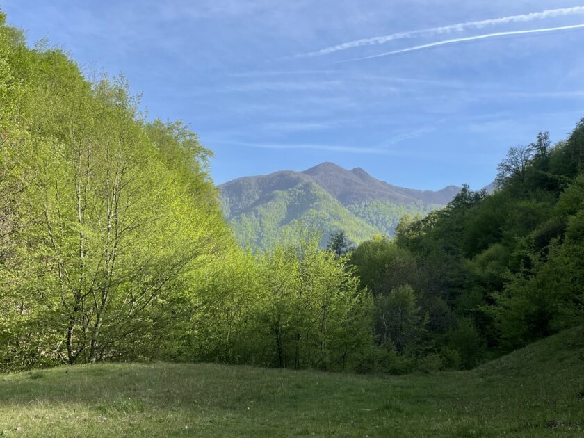 UN TEMPS DE HÊTRES DANS LES CARPATES (BREZOI – ROUMANIE)